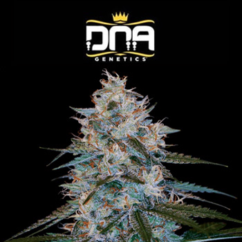 FREE Challah Bread - DNA Genetics Discount Code
