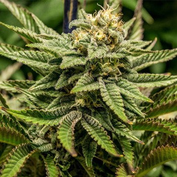 FREE Cinderella XX Fem - Sensible Seeds Promo Code