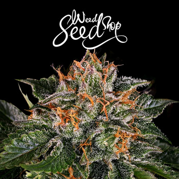 20% Off Critical Kush Feminized - Weed Seed Shop Coupon Code