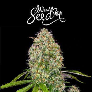 20% Off Critical Skunk Feminized - Weed Seed Shop Discount Code