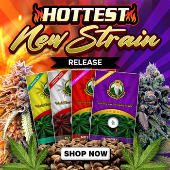 New Strain Releases - BOGOF - Crop King Seeds Promo Code