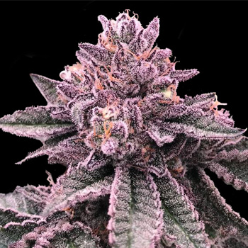 6 FREE DNA Cake Seeds - DNA Genetics Promo Code