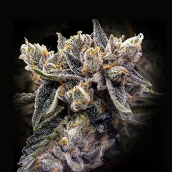 FREE Honey Banana S1 - DNA Genetics Promo Code