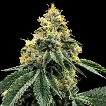 5 FREE Kosher Dawg Fems - DNA Genetics Discount Code