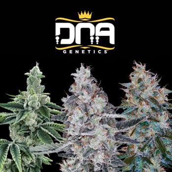10% Off All Cannabis Seeds - DNA Genetics Coupon Code