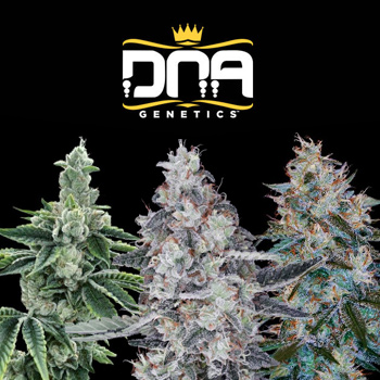 10% Off All Cannabis Seeds - DNA Genetics Discount Code