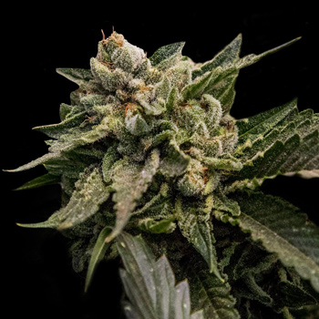 6 FREE Strawberry Sorbet Seeds - DNA Genetics Coupon Code