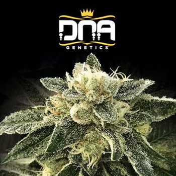 FREE White Chocolope - DNA Genetics Discount Code