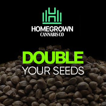 Black Friday - BOGOF - Homegrown Cannabis Co Promo Code