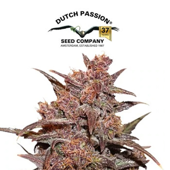 CBD Auto Blackberry Kush - BOGOF - Dutch Passion Coupon Code
