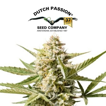 Auto Cinderella Jack - BOGOF - Dutch Passion Coupon Code