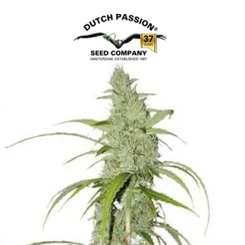 Auto Creeper - BOGOF - Dutch Passion Promo Code