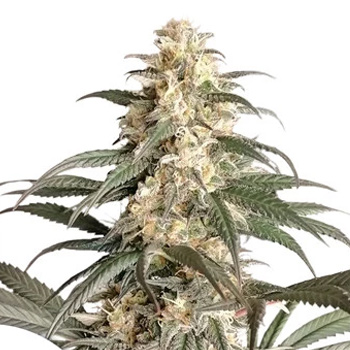 Black Lebanon - BOGOF - Dutch Passion Promo Code