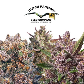 30% Off ALL Blue Strains - Dutch Passion Coupon Code