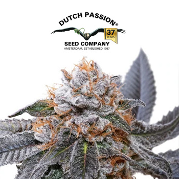 Blue Zushi - BOGOF - Dutch Passion Discount Code
