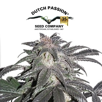 Bubba Island Kush - BOGOF - Dutch Passion Promo Code