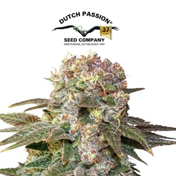 C-Vibez - BOGOF - Dutch Passion Promo Code