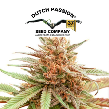 50% Off Durban Dew - Dutch Passion Coupon Code