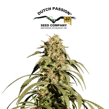 Ice Cream Haze - BOGOF - Dutch Passion Promo Code