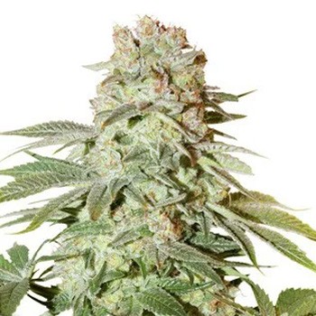 Auto Power Plant - Buy 1 Get 1 FREE  - Sensible Seeds Promo Code