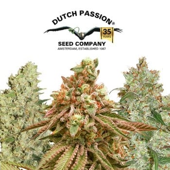 Buy 1 Get 1 FREE - Dutch Passion Discount Code