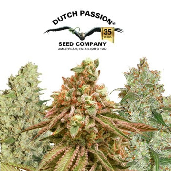 Buy 1 Get 1 FREE - Dutch Passion Promo Code