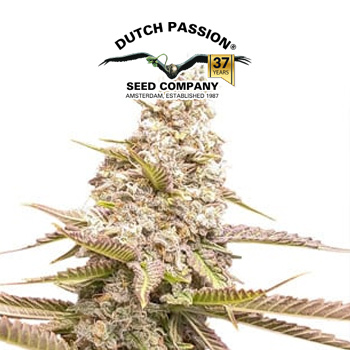 Strawberry Cookies - BOGOF - Dutch Passion Coupon Code
