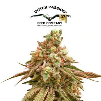 Tropical Tangie - BOGOF - Dutch Passion Discount Code