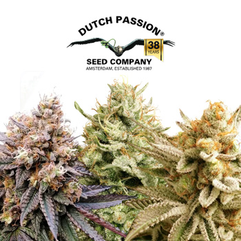 50% Off High THC Trial Packs - Dutch Passion Promo Code
