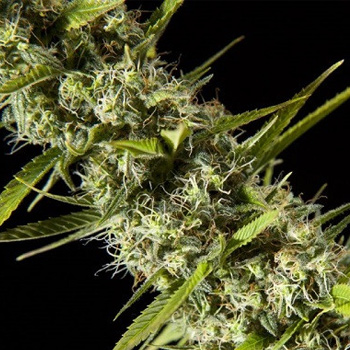 30% Off Early Maroc - Alchimia Grow Shop Coupon Code