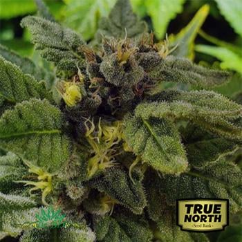 FREE Elliot's Sister Regs  at True North Seed Bank - Coupon Code