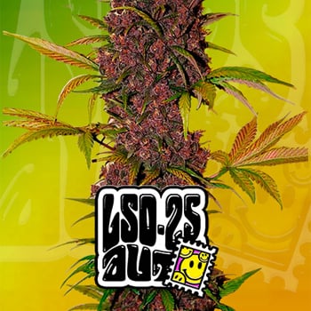 15% Off LSD-25 Auto at Fast Buds - Coupon Code