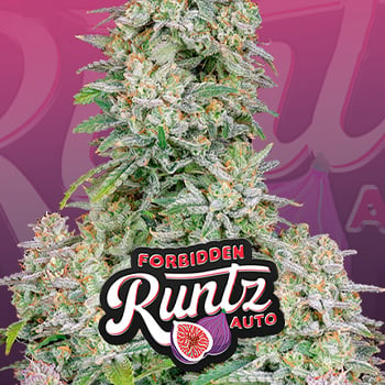 15% Off Forbidden Runtz Auto at Fast Buds - Coupon Code