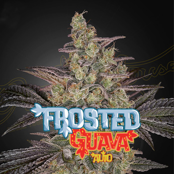 FREE Frosted Guava Auto - Greenhouse Seed Co Discount Code