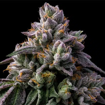 Giraffe Puzzy - BOGOF - Premium Cultivars Coupon Code