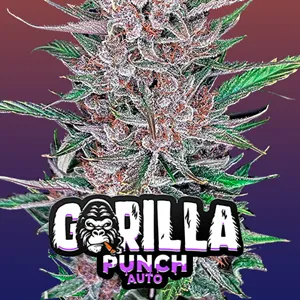 15% Off Gorilla Punch Auto at Fast Buds - Coupon Code
