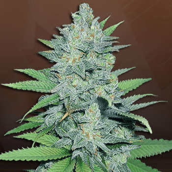 Green Crack - Buy 5 Get 5 FREE - Beaver Seeds Coupon Code