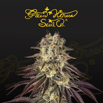 FREE Kong's Krush Seeds - Greenhouse Seed Co Coupon Code