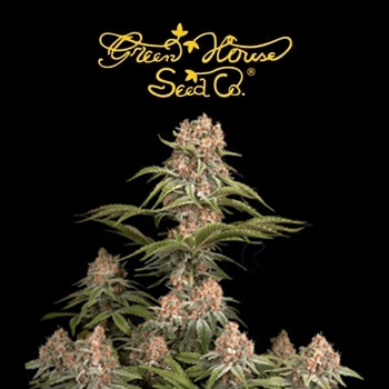 FREE Pure Kush Seeds - Greenhouse Seed Co Promo Code