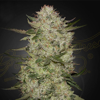 FREE HighCloudz Autos - Greenhouse Seed Co Promo Code