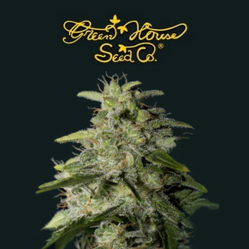 FREE Money Maker Seeds - Greenhouse Seed Co Discount Code