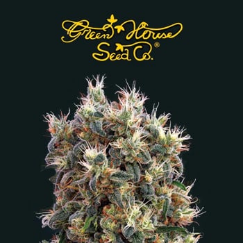 FREE "The Church" Seeds  - Greenhouse Seed Co Promo Code