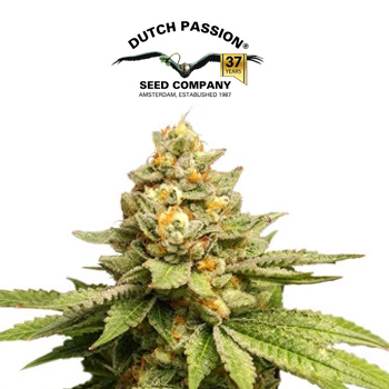 Green Papaya - BOGOF - Dutch Passion Coupon Code