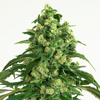 35% Off Girl Scout Cookies - Weed Seed Shop Discount Code