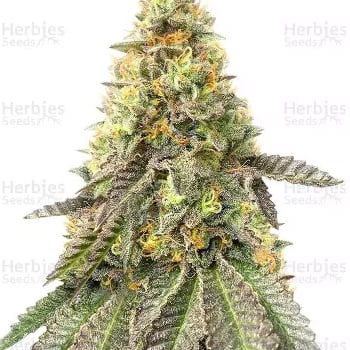 Girl Scout Cookies Fast - BOGOF at Herbies Seeds - Coupon Code