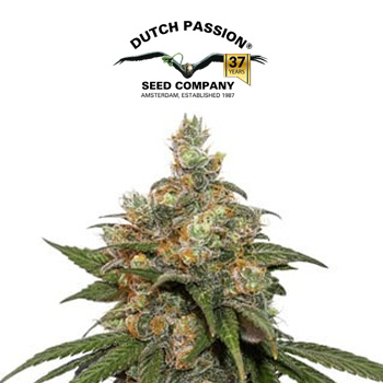 HiFi 4G® - BOGOF - Dutch Passion Promo Code