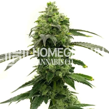 20% Off Super Lemon Haze - Homegrown Cannabis Co Promo Code