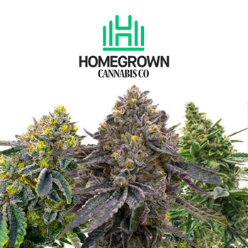All Cannabis Seeds - BOGOF - Homegrown Cannabis Co Promo Code