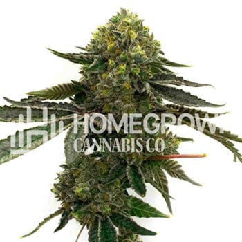 Strawberry - Buy 1 Get 1 FREE - Homegrown Cannabis Co Coupon Code