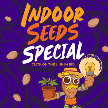 50% Off Indoor Seeds - Amsterdam Marijuana Seeds Discount Code
